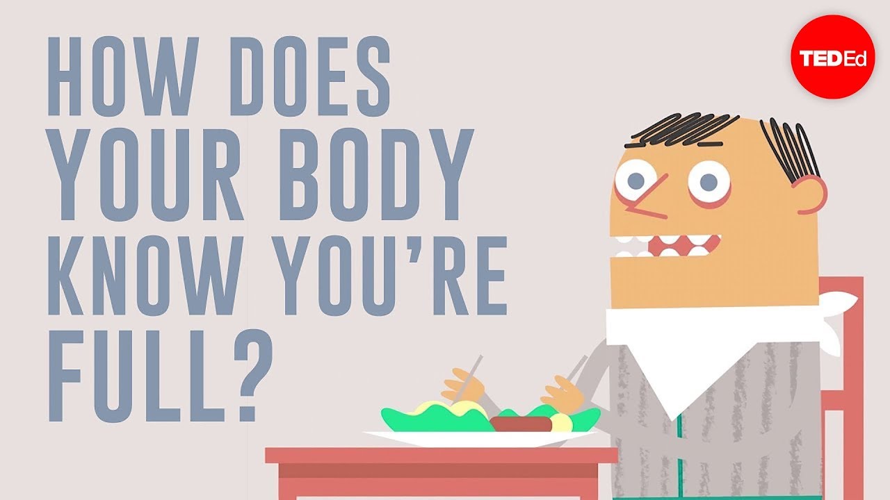 How does your body know you’re full? – Hilary Coller