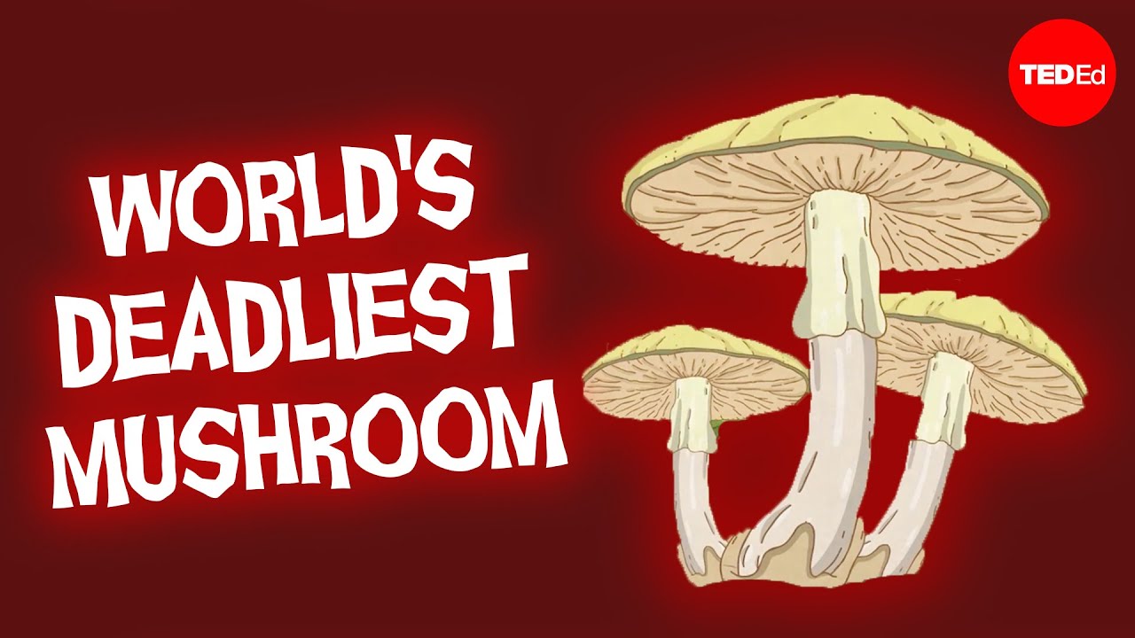 This mushroom will kill you before you know what’s happening – Michael Beug